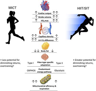 Frontiers | Exercise Is Medicine…and The Dose Matters